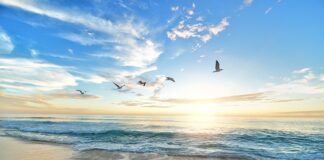 Jak wygląda ptak Gil?