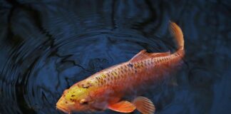 Jaka wędka spławikowa na karpia?