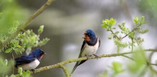 Czy jaskółka jest symbolem wiosny?