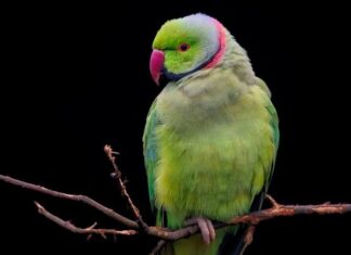 Jaki materiał na obroże dla psa?