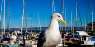 Kiedy Policja może przeszukać dom?