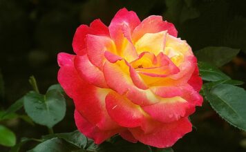 Jak samemu zrobić podziękowania?