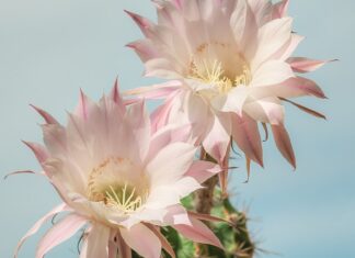 Co księżniczka nosi na głowie? Co księżniczka nosi na głowie?